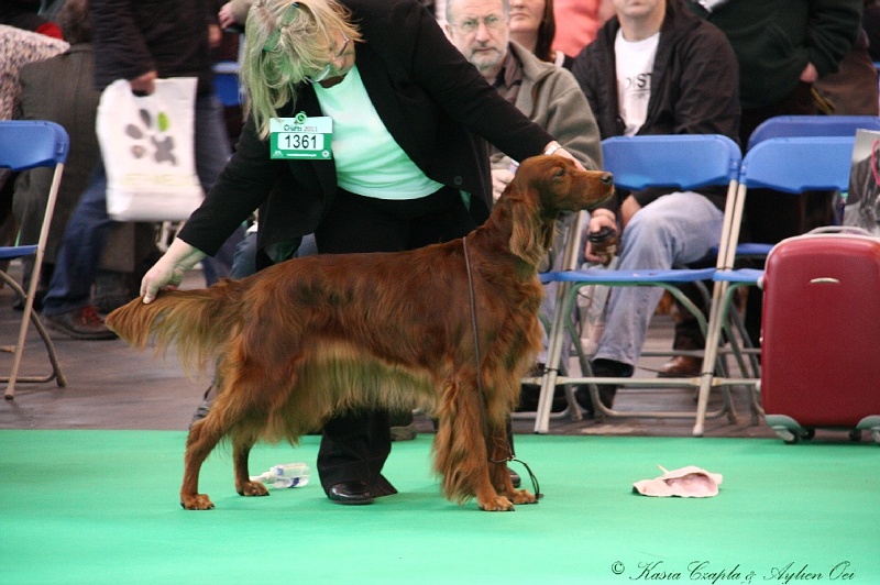 Crufts2011 633.jpg